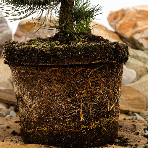 Сосна черная Орегон Грин купить во Владимире