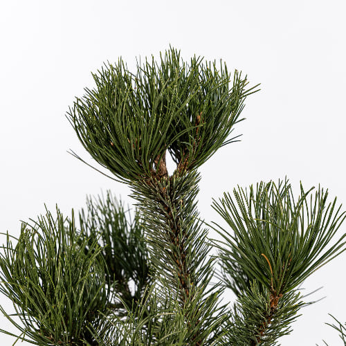 Сосна черная Орегон Грин купить во Владимире