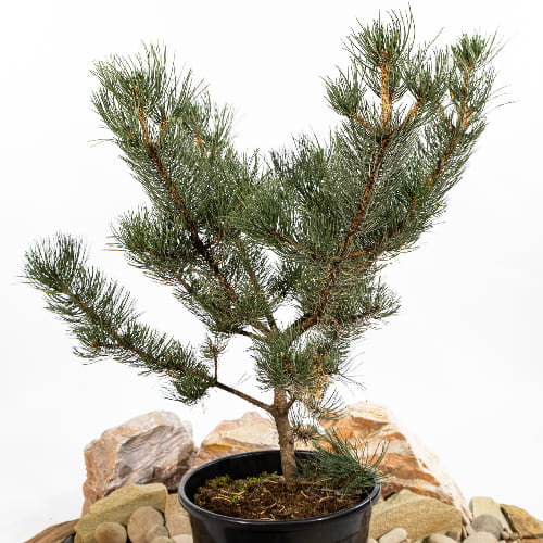 Сосна черная Орегон Грин купить во Владимире