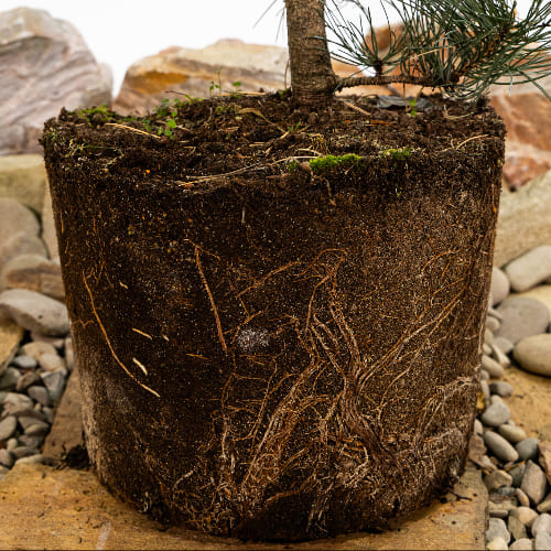 Сосна черная Орегон Грин купить во Владимире