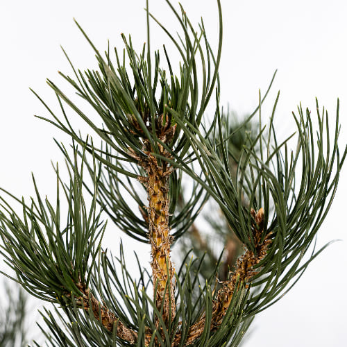 Сосна черная Орегон Грин купить во Владимире