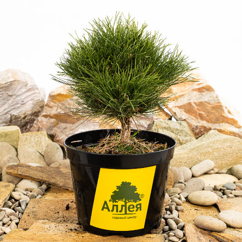 Сосна черная Петра купить во Владимире