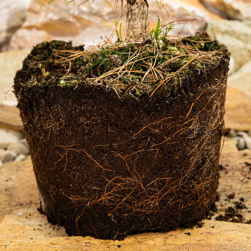 Сосна черная Петра купить во Владимире