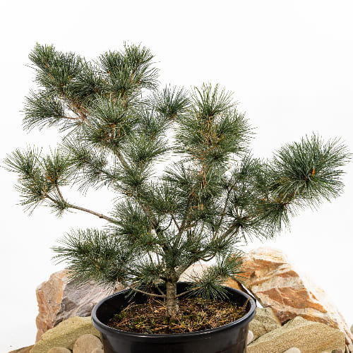 Сосна мелкоцветковая Глаука купить в Нижнем Новгороде