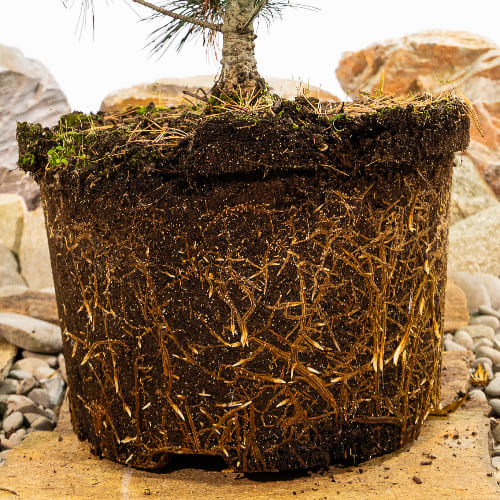 Сосна мелкоцветковая Глаука купить в Нижнем Новгороде