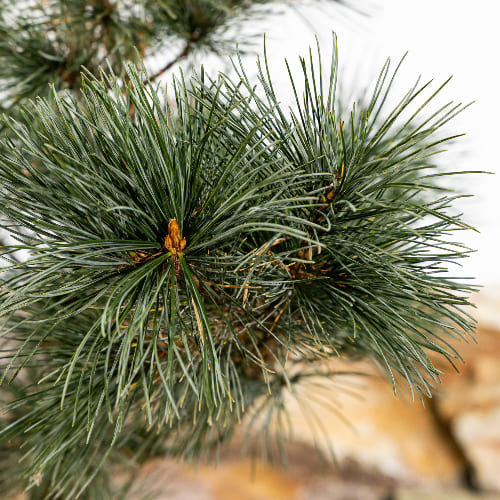 Сосна мелкоцветковая Глаука купить в Нижнем Новгороде