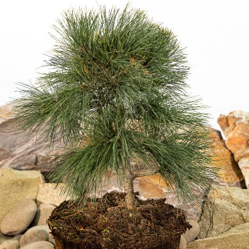 Сосна румелийская купить во Владимире