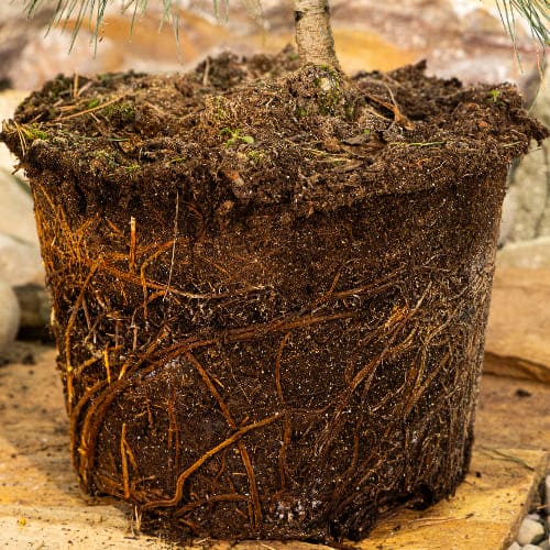 Сосна румелийская купить во Владимире