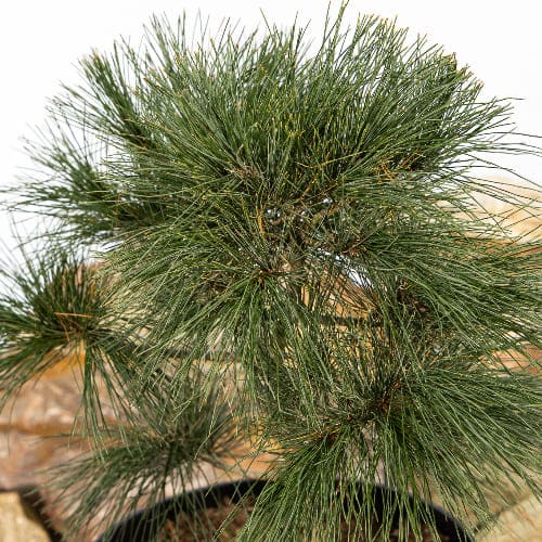 Сосна румелийская купить во Владимире