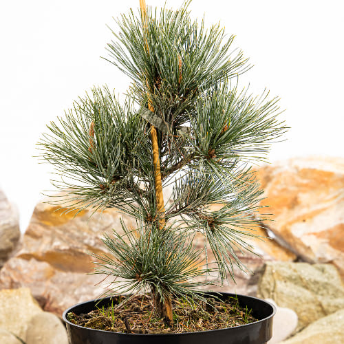 Сосна кедровый стланик Глаука купить во Владимире