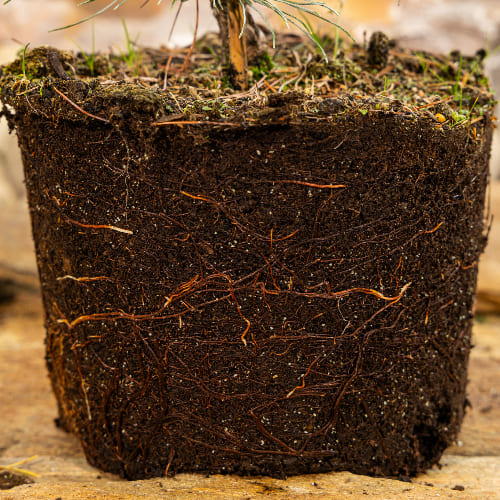 Сосна кедровый стланик Глаука купить во Владимире