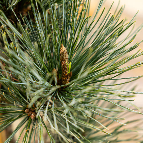 Сосна кедровый стланик Глаука купить во Владимире