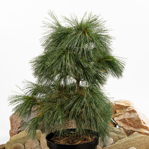 Сосна шверина Витхорст купить во Владимире