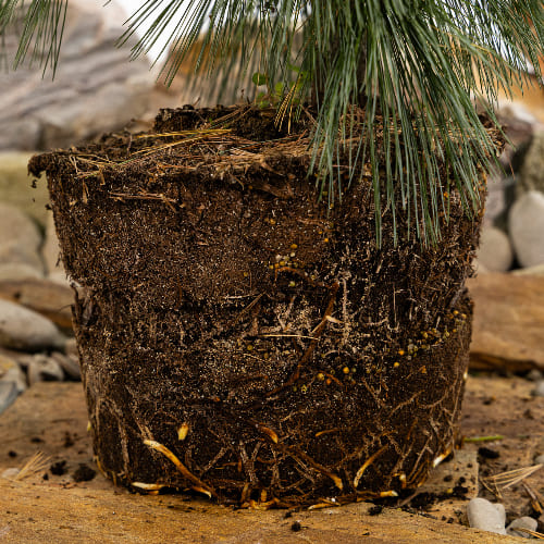 Сосна шверина Витхорст купить во Владимире