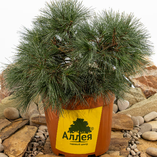 Сосна веймутовая Блю Шаг купить во Владимире