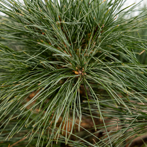 Сосна веймутовая Блю Шаг купить во Владимире