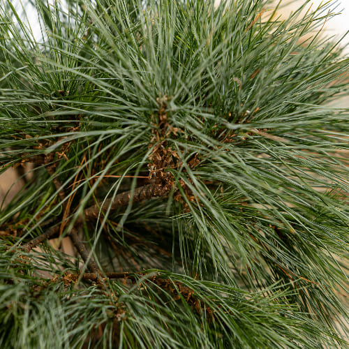 Сосна веймутовая Блю Шаг купить во Владимире