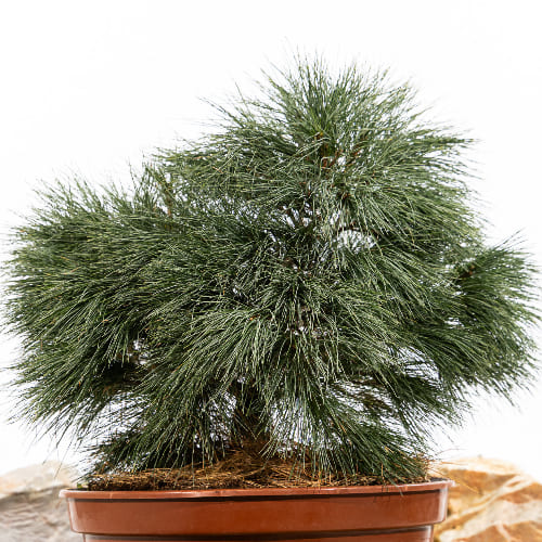 Сосна веймутовая Блю Шаг купить во Владимире