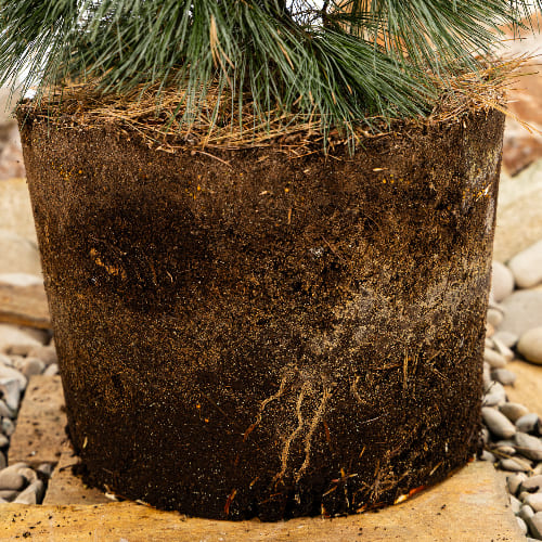 Сосна веймутовая Блю Шаг купить во Владимире