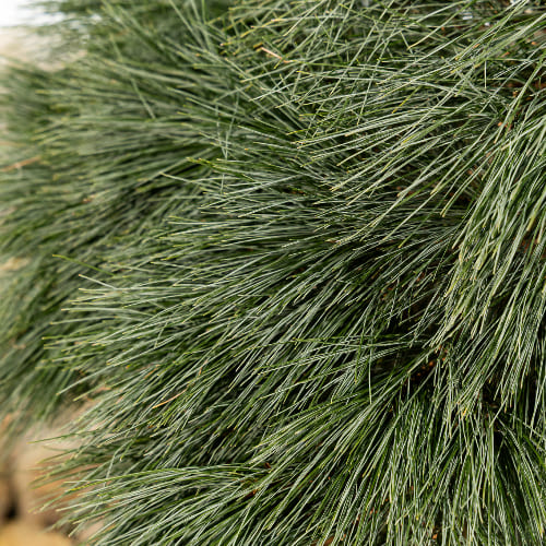 Сосна веймутовая Блю Шаг купить во Владимире