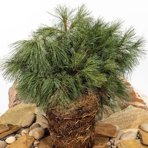 Сосна веймутовая Блю Шаг купить во Владимире