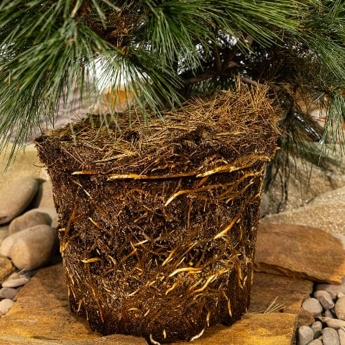 Сосна веймутовая Блю Шаг купить во Владимире