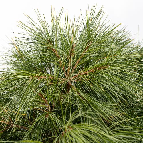 Сосна веймутовая Блю Шаг купить во Владимире