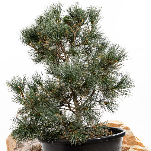 Сосна веймутовая Бревифолия купить во Владимире