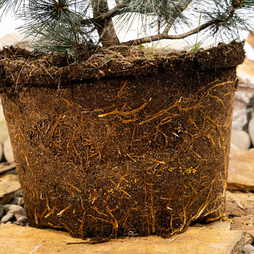 Сосна веймутовая Бревифолия купить во Владимире