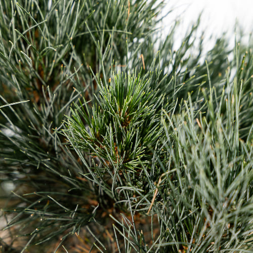 Сосна веймутовая Бревифолия купить во Владимире