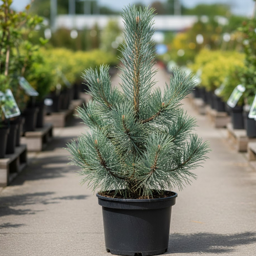 Сосна веймутовая Эдель купить во Владимире