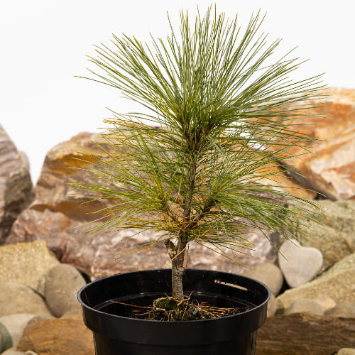 Сосна веймутовая Фастиджиата купить во Владимире