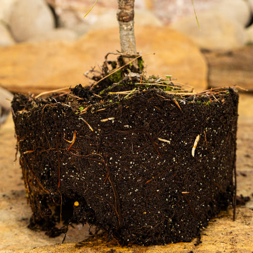 Сосна веймутовая Фастиджиата купить во Владимире