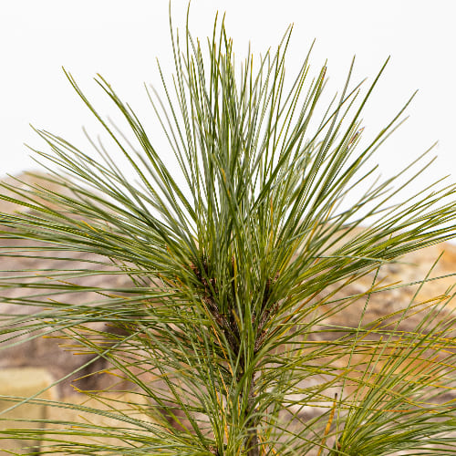 Сосна веймутовая Фастиджиата купить во Владимире