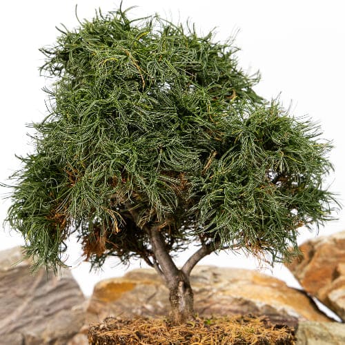 Сосна веймутовая Грин Твист купить в Нижнем Новгороде