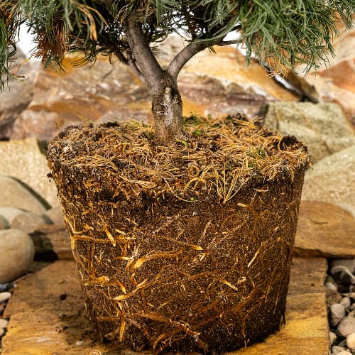 Сосна веймутовая Грин Твист купить в Нижнем Новгороде