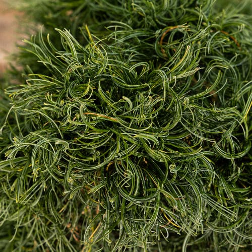 Сосна веймутовая Грин Твист купить в Нижнем Новгороде