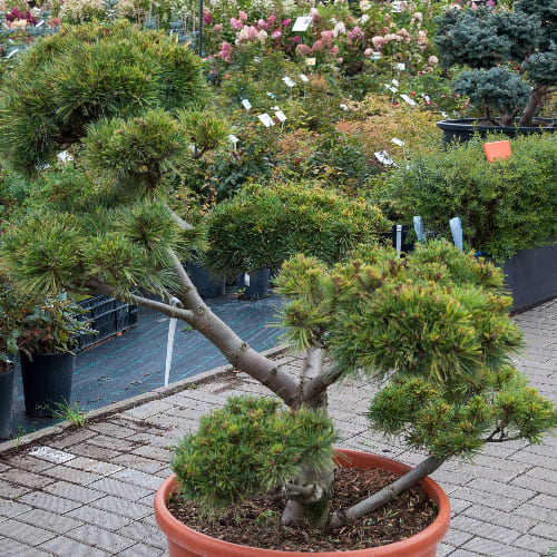 Сосна веймутовая Крюгерс Лилипут БОНСАЙ купить во Владимире