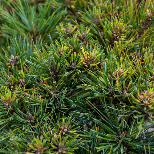 Сосна веймутовая Крюгерс Лилипут БОНСАЙ купить во Владимире