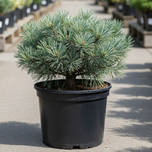 Сосна веймутовая Минима купить во Владимире