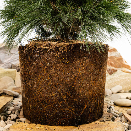 Сосна веймутовая Минима купить во Владимире