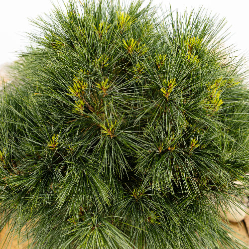 Сосна веймутовая Минима купить во Владимире