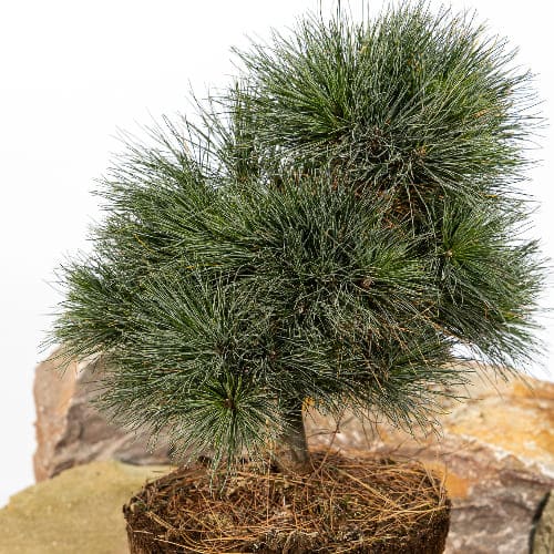 Сосна веймутовая Радиата купить в Нижнем Новгороде