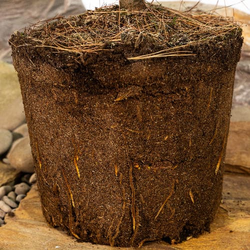 Сосна веймутовая Радиата купить в Нижнем Новгороде