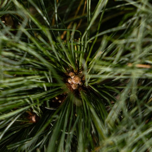 Сосна веймутовая Радиата купить в Нижнем Новгороде