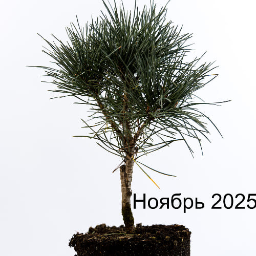 Сосна обыкновенная Чантри Блю купить во Владимире