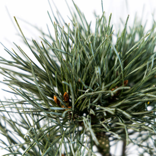 Сосна обыкновенная Чантри Блю купить во Владимире