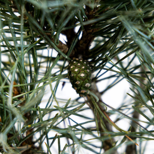 Сосна обыкновенная Чантри Блю купить во Владимире