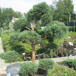 Сосна обыкновенная Глаука купить в Нижнем Новгороде