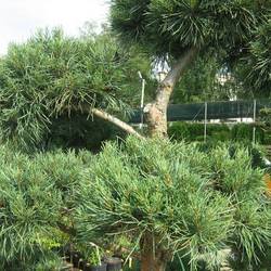 Сосна обыкновенная Глаука купить в Нижнем Новгороде